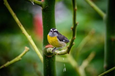 chances of bird pooping on you